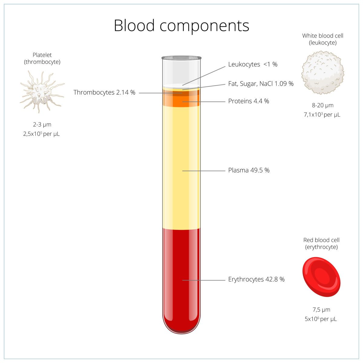 Test tube with blood components labelled